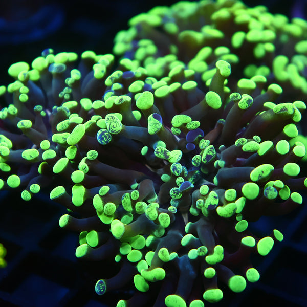 TCK "Salty's Torch" Hybrid Euphyllia
