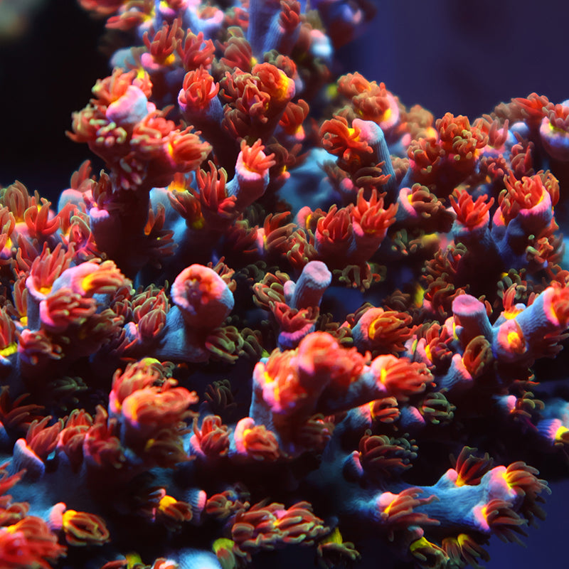 TCK Hot Tamale Speciosa