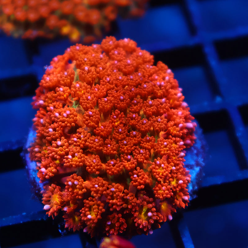 TCK Oddball Bernardpora Goni