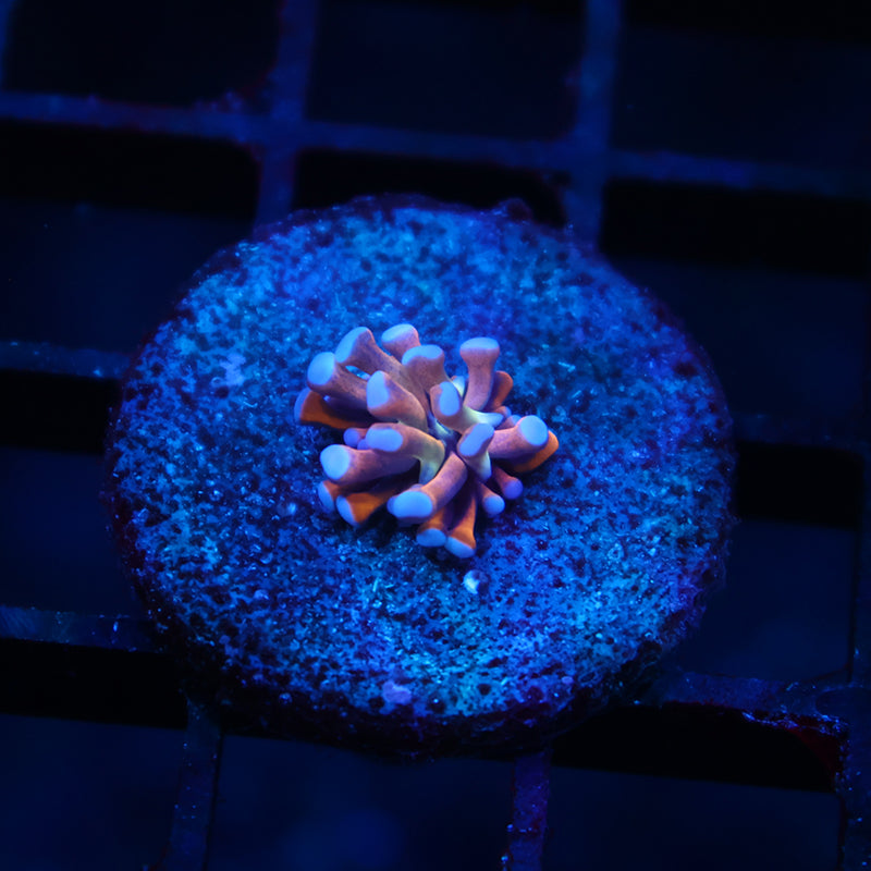 TCK Baby Tank Spawned Torch