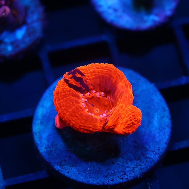 TCK War Paint Bowerbanki