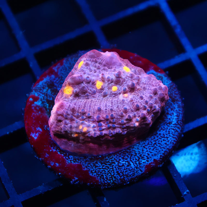 TCK Whirly Pop Pink Side