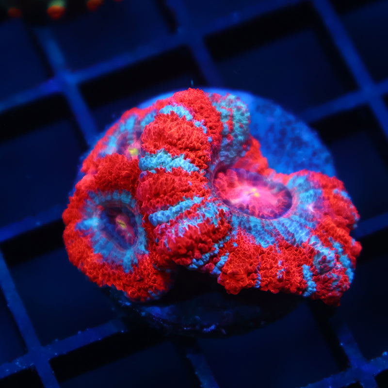 TCK Large Polyp Asia Acan