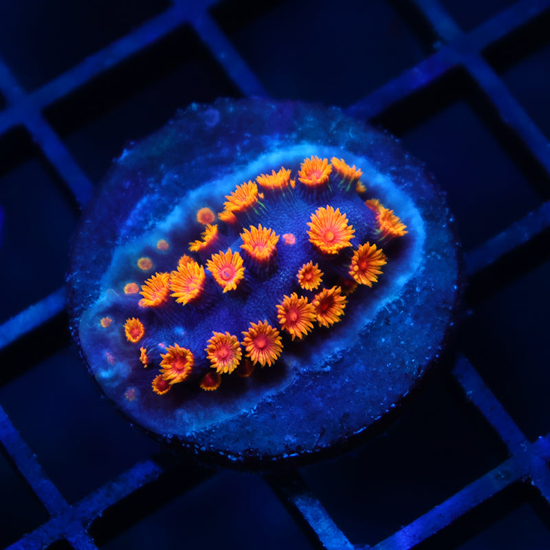 WWC Bizarro Cyphastrea