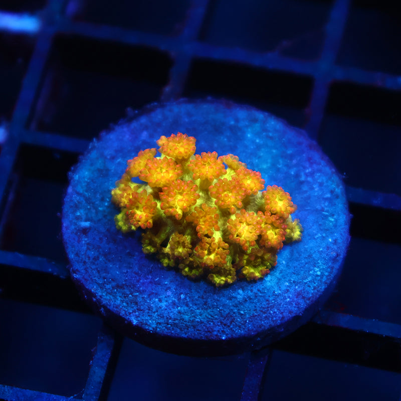 TCK Combustion Bernardpora Goni