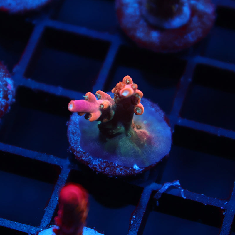 TCK Rainbow Fusion Stag