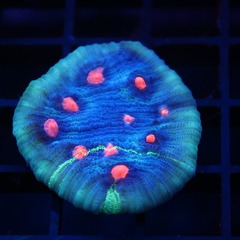 TCK Grafted Eye Candy Chalice