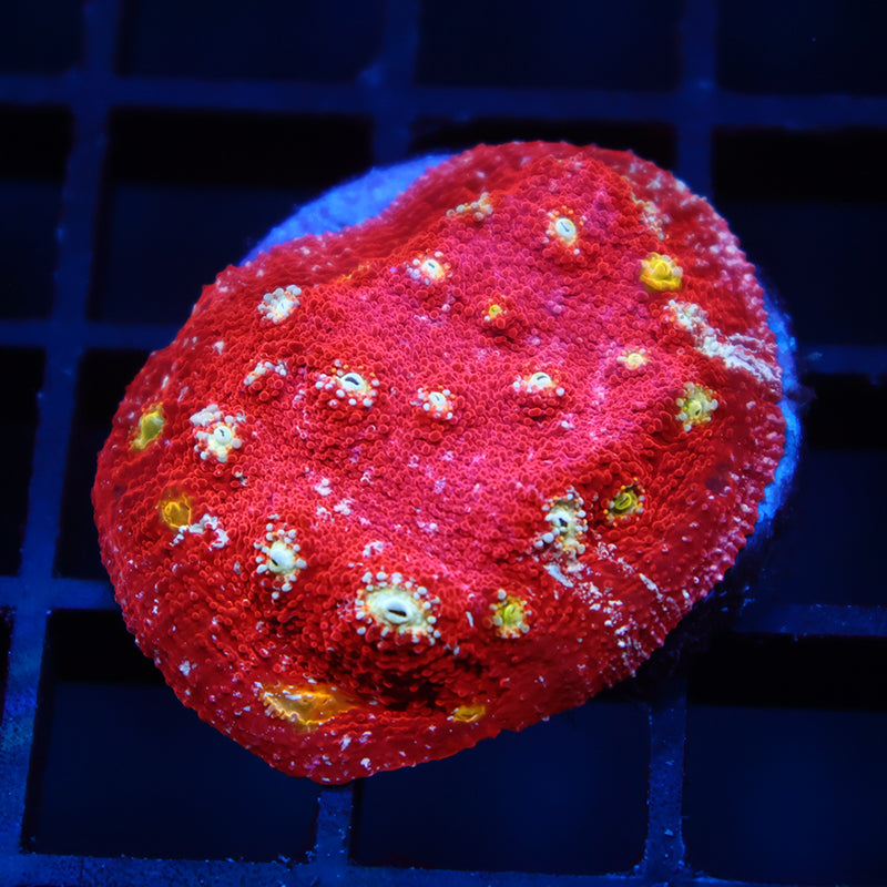 TCK Paint Splatter Chalice