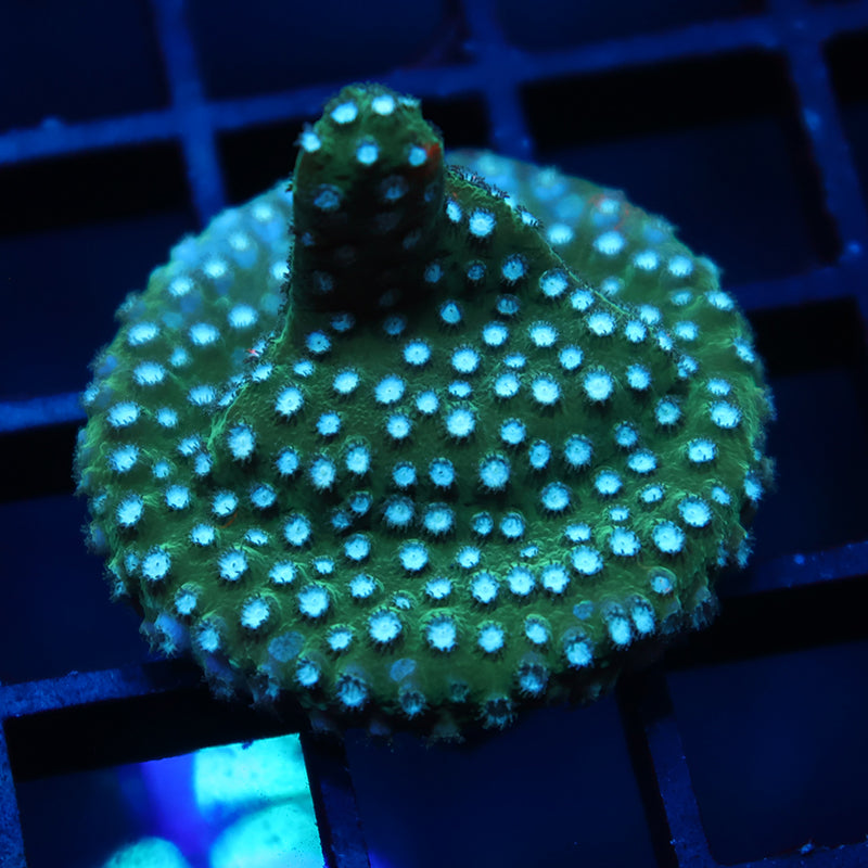 JF Fender Bender Green Side