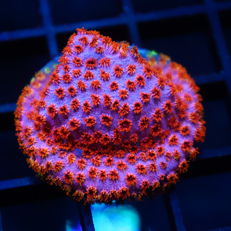 Skittles Bomb Cyphastrea