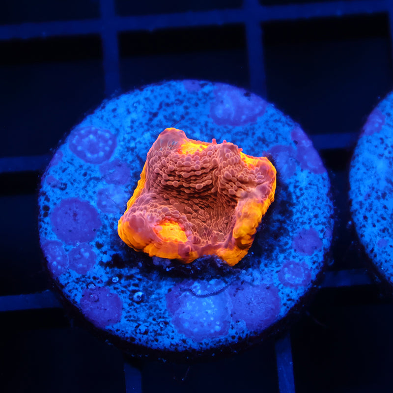 TCK Rainbow Collider Chalice Pink Side