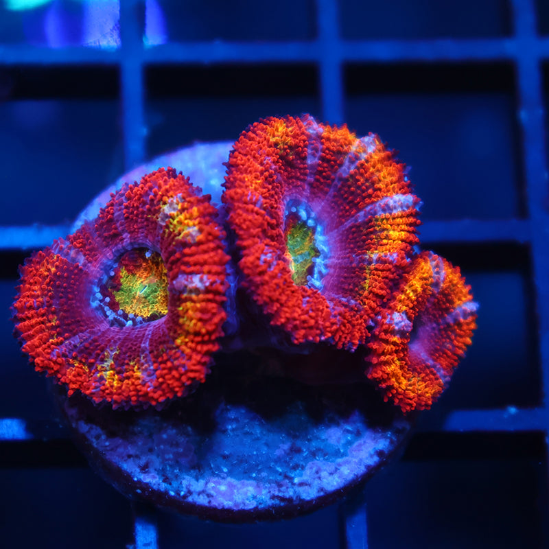 TCK Crazy Rainbow Acan