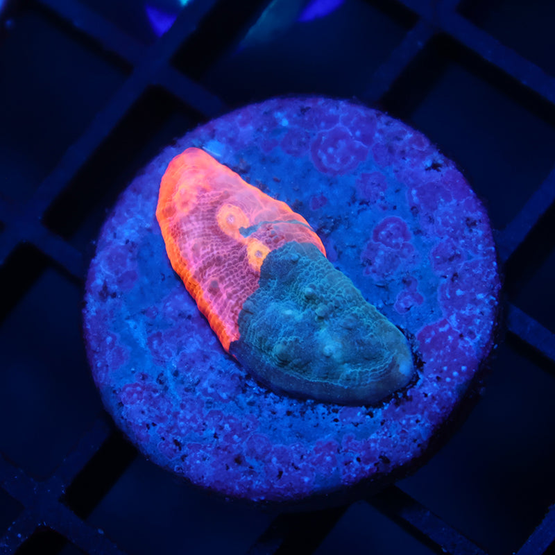 TCK Rainbow Sunrise Chalice