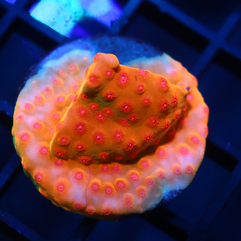 WWC Defcon Cyphastrea