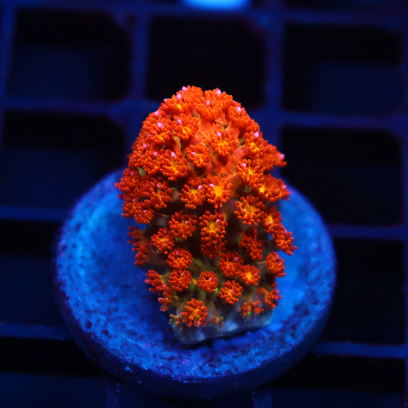 TCK Oddball Bernardpora Goni