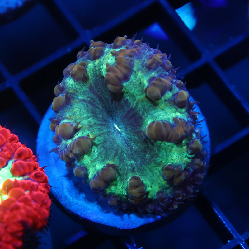 TCK Large Polyp Green Blasto