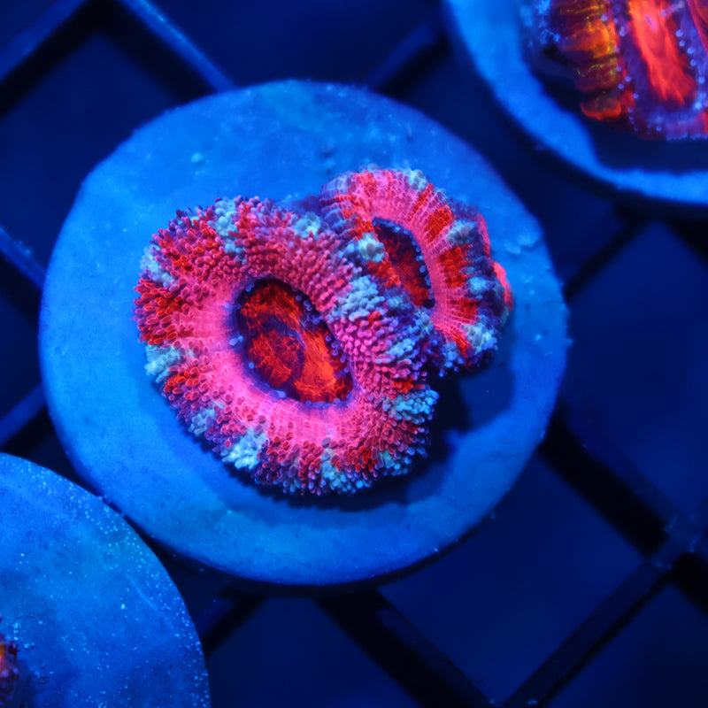 ARC Pink Dreams Acan