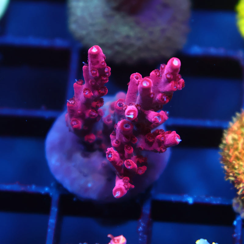 TCK Red Titan Stag