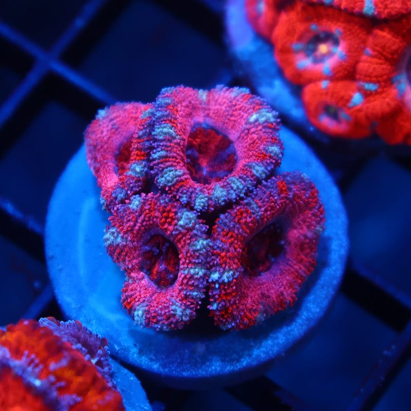 ARC Pink Dreams Acan