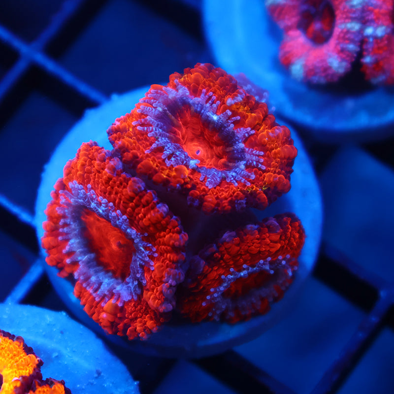 TCK Fluffy Acan