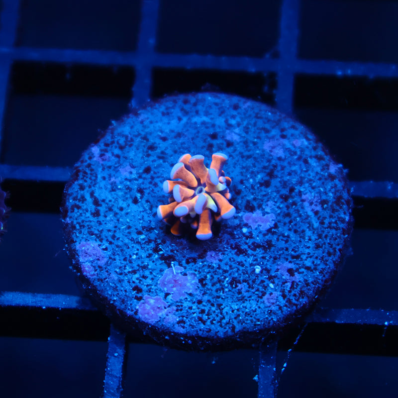 Tiny TCK Tank Spawned Gold Torch