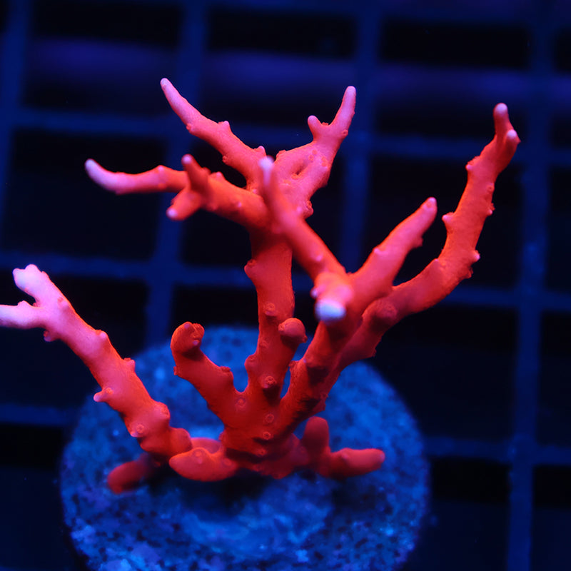 Lg JF TNT Anacropora