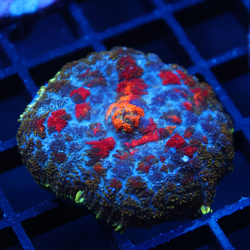 TCK Rainbow Rhodactis