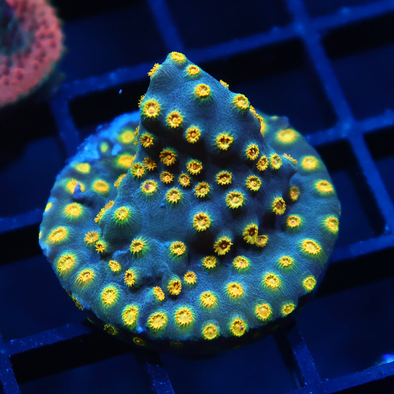 Zoolander Cyphastrea