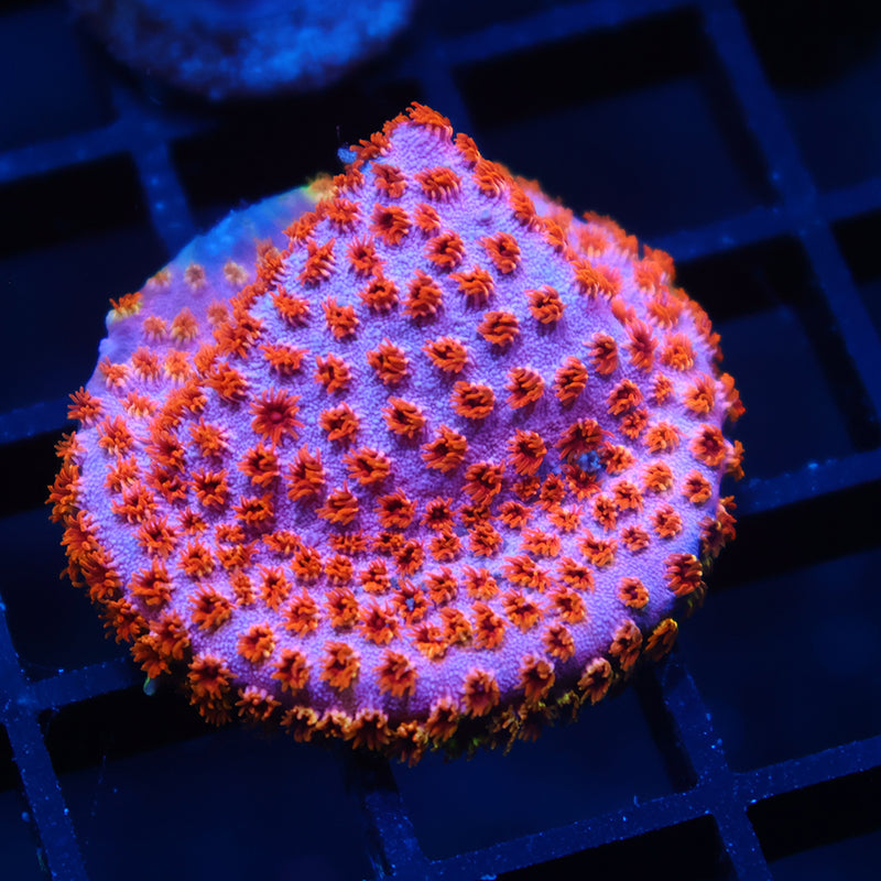 Skittles Bomb Cyphastrea
