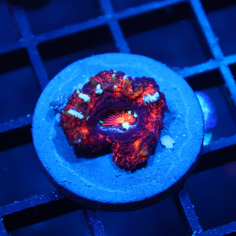 TCK Aquacultured Wilsoni
