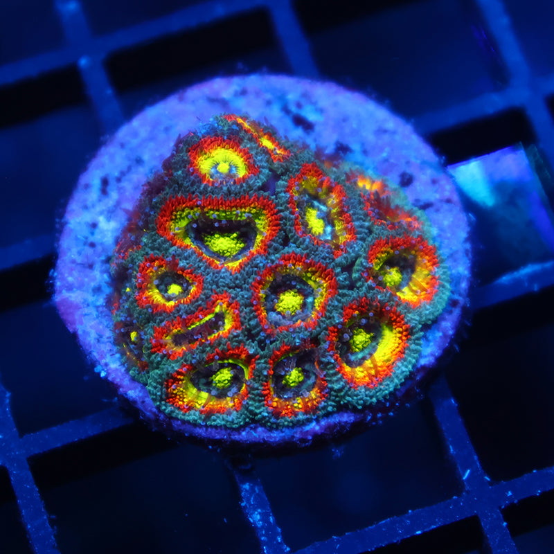 TCK HG Micromussa