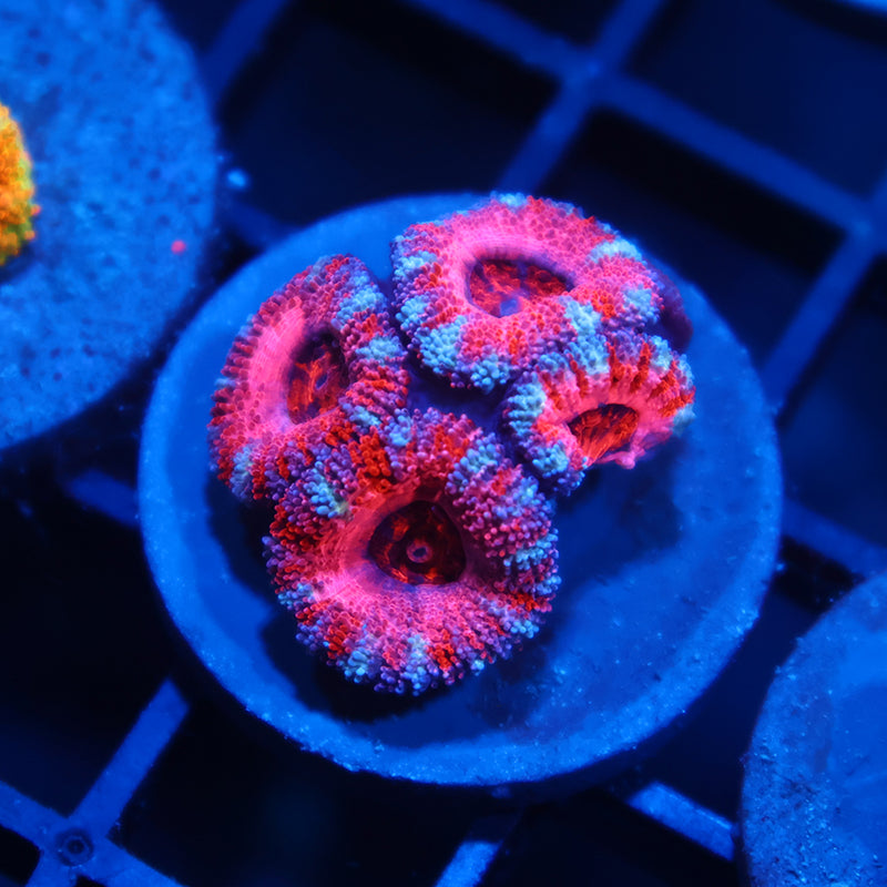 ARC Pink Dreamz Acan
