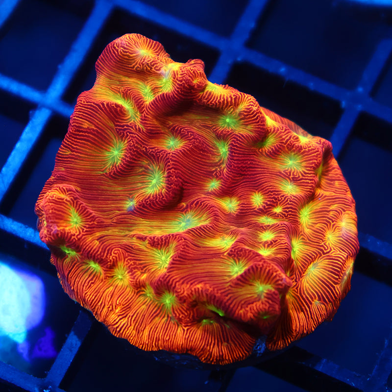 JF Jack-O-Lantern Lepto
