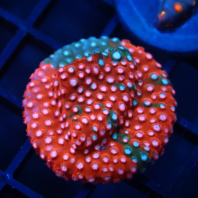 JF Fender Bender Cyphastrea