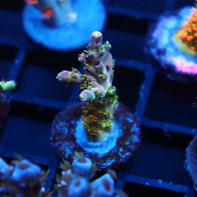 TCK Grafted Kaleidoscope