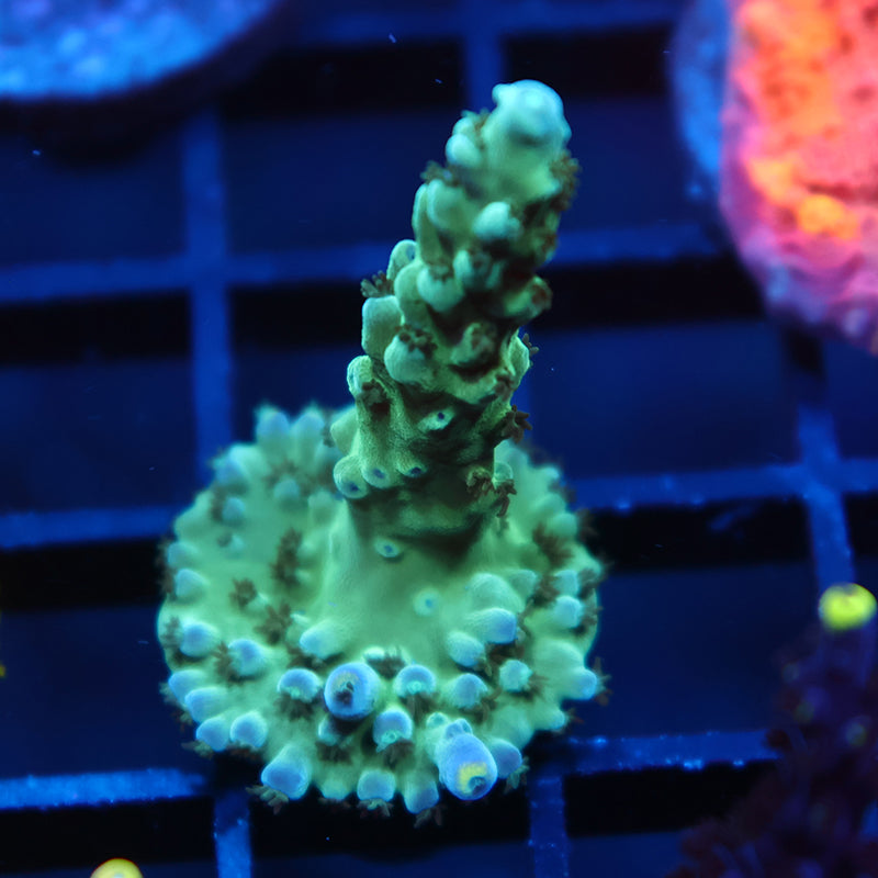 TCK Yellow Tips Austera
