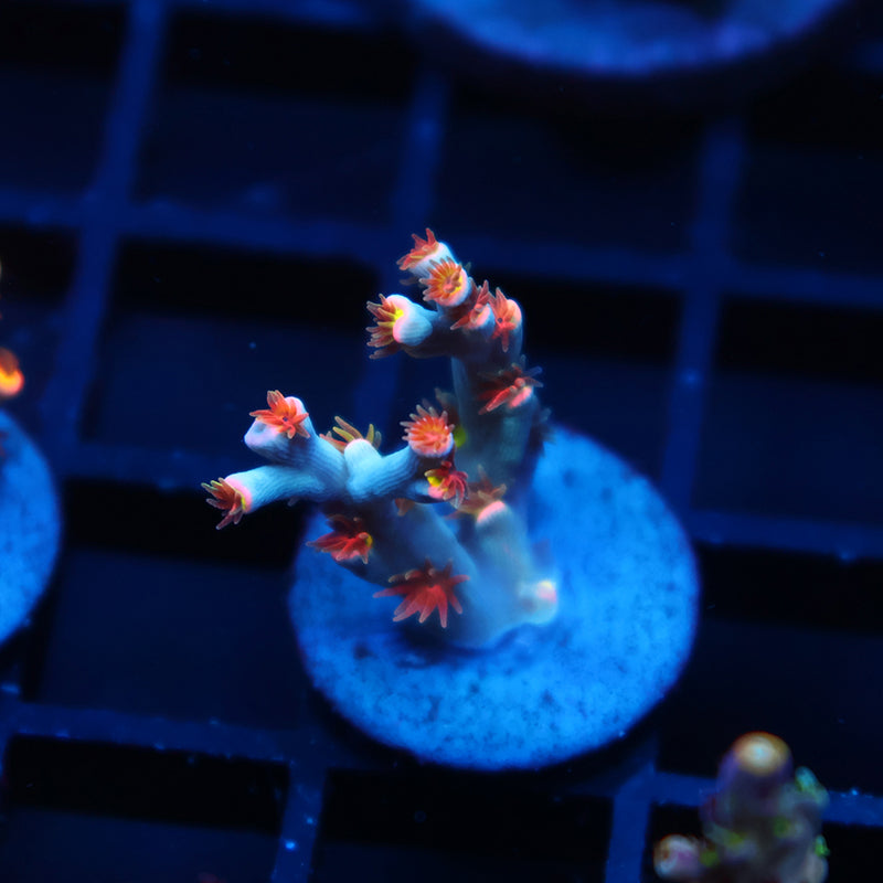 TCK Rainbow Unicorn Speciosa