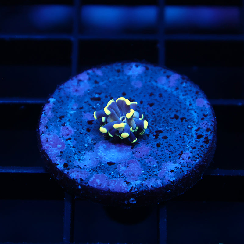 Tiny TCK Tank Spawned Light Bulb Torch