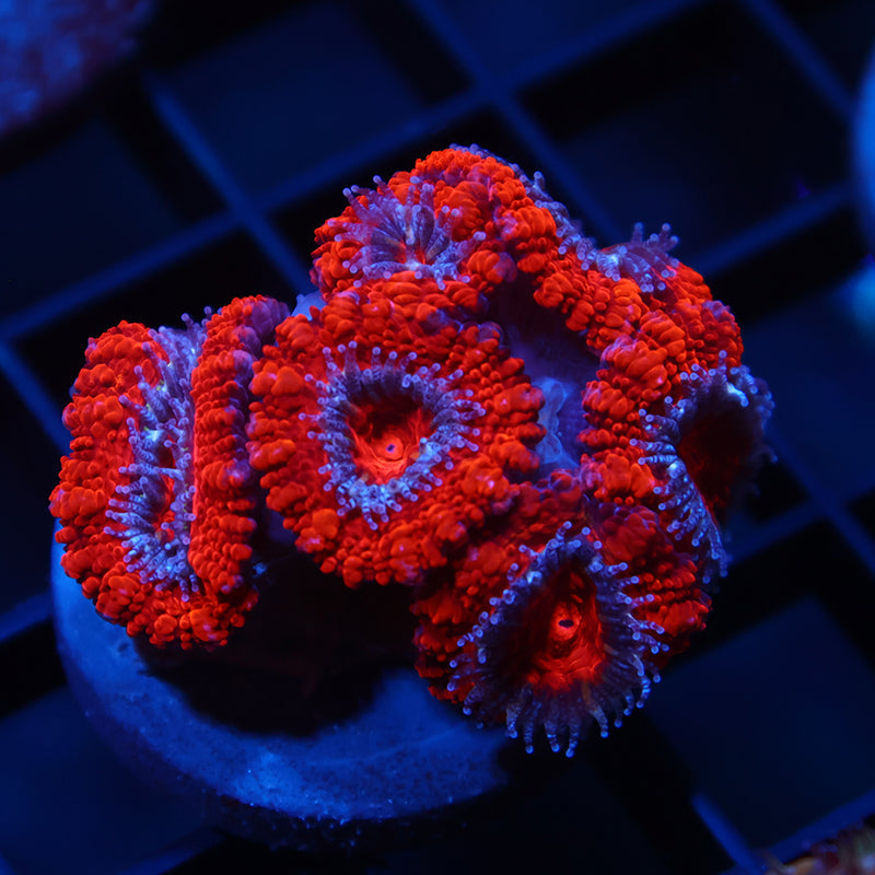 TCK Fluffy Acan