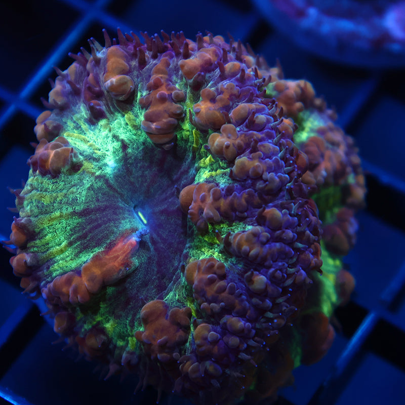 TCK Massive Polyp Green Blasto