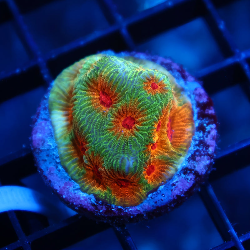 TCK Fascination Favia
