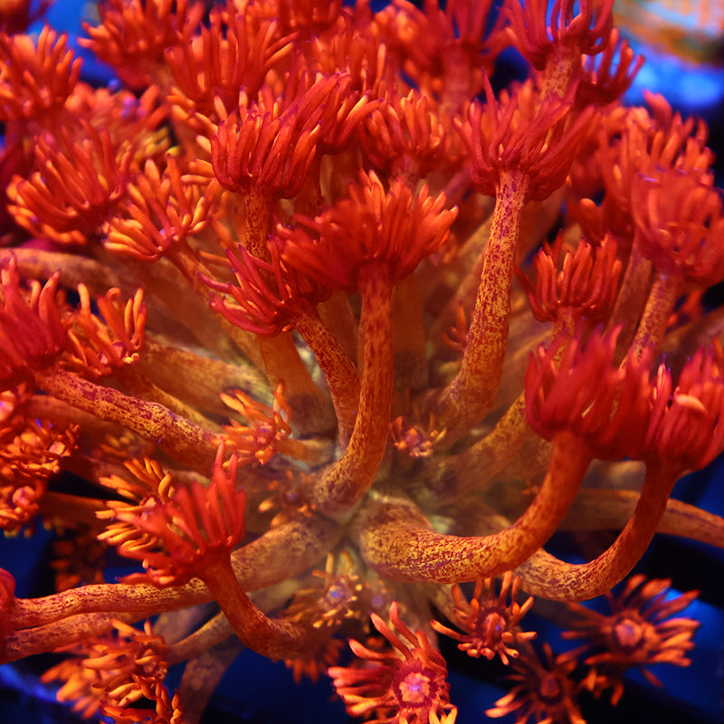UC Amazeballs Goni Mini Colony
