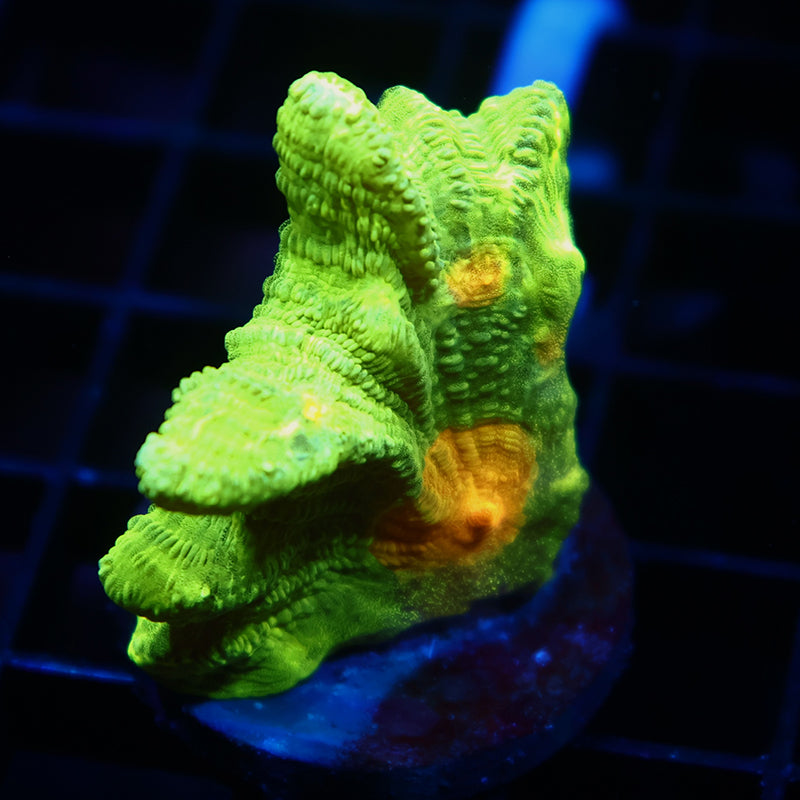 Space Invader Pectinia