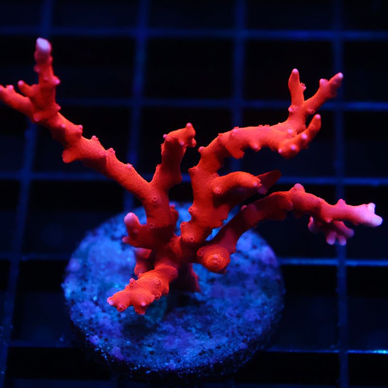 Lg JF TNT Anacropora