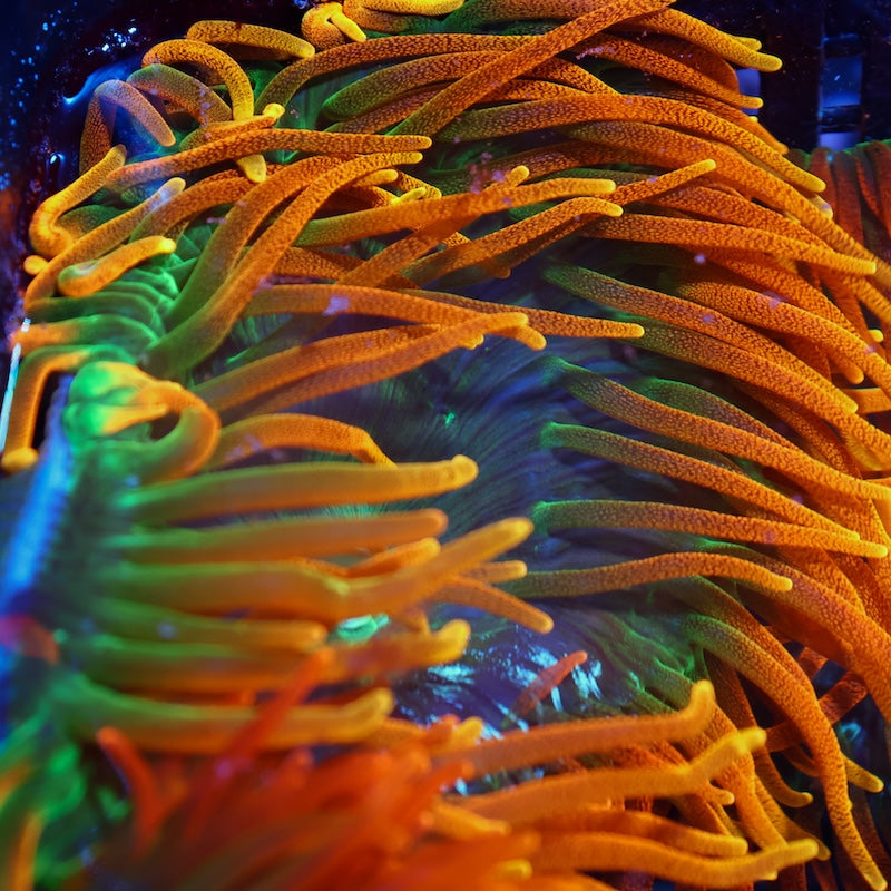 Huge Colorado Sunburst BTA