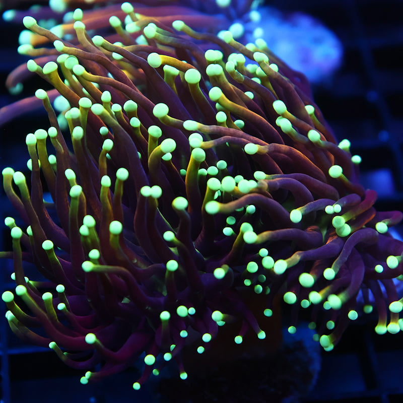 TCK Yellow Tips Indo Gold Torch
