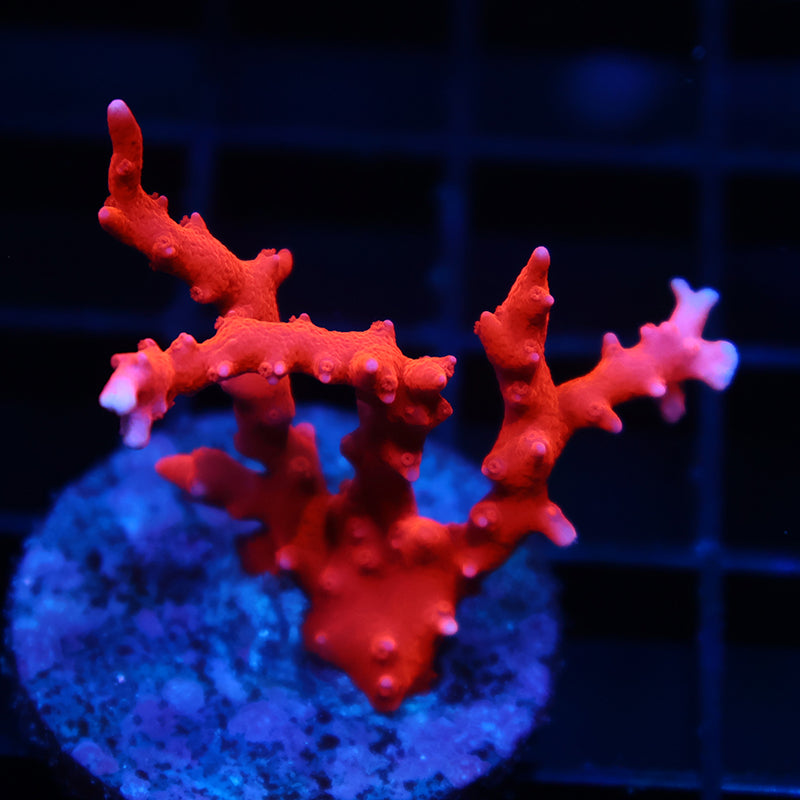 JF TNT Anacropora