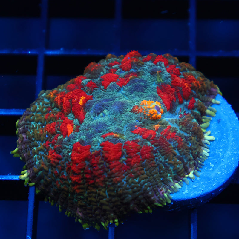 TCK Rainbow Rhodactis