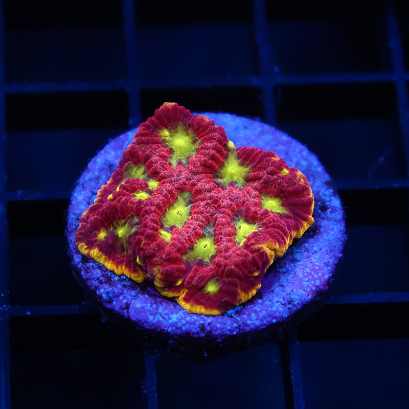 WWC Blood Diamond Favia
