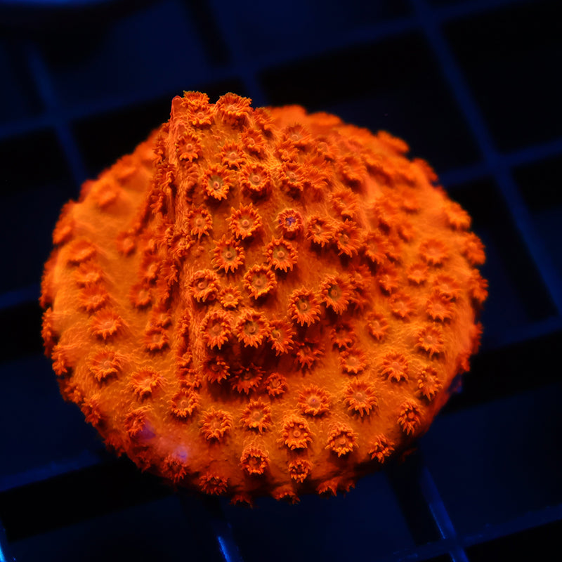 TCK Tangerine Cyphastrea